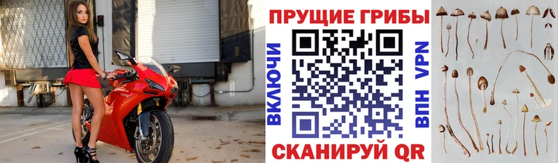 Купить  Курчалой  Галлюциногенные грибы Psilocybe 